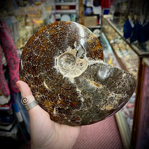 Large Ammonite Fossil