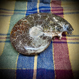 Ammonite Fossil