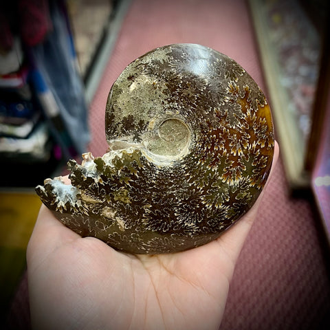 Ammonite Fossil