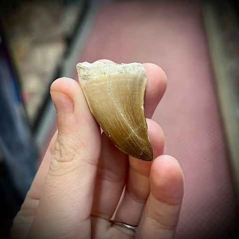 Mosasaur Teeth