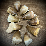 Mosasaur Teeth