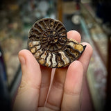 Pyrite Ammonite Fossil