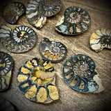 Pyrite Ammonite Fossil