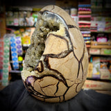 Septarian Egg Geode