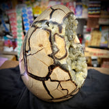 Septarian Egg Geode