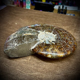 Large Ammonite Fossil