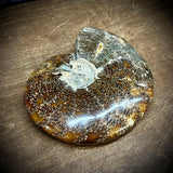 Large Ammonite Fossil