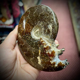 Ammonite Fossil