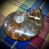 Ammonite Fossil