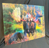 Lenticular Moose Poster