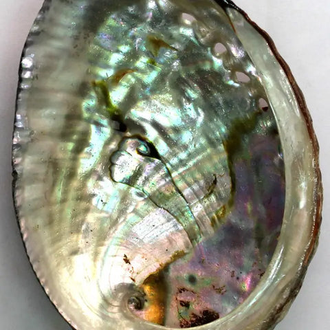 Abalone Shell - Blue 3" to 4"