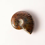 Madagascar Red Flash Fossil Ammonite Whole Shell