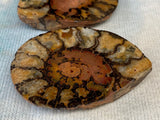 Set of 2 Ammonite Fossils