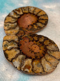 Set of 2 Ammonite Fossils