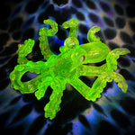 UV Green Dichro Octopus Dry Pipe by Pharo