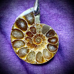 19.25" Ammonite Fossil Cord Necklace
